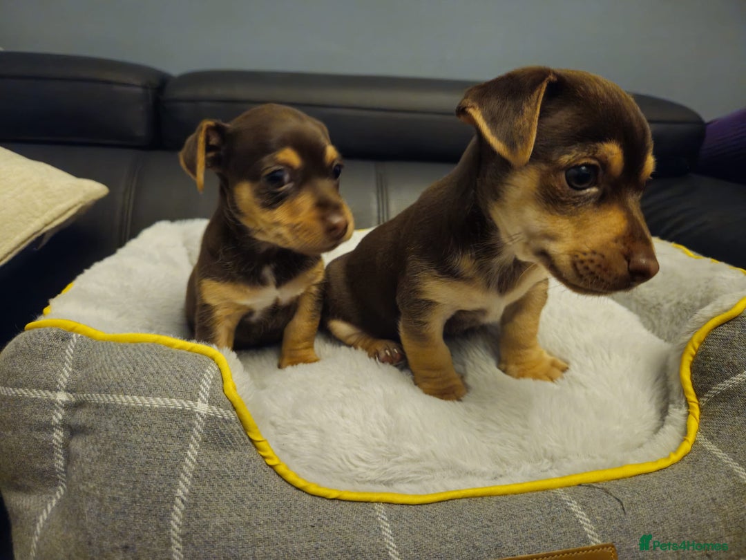 Jack Russell dogs for sale: Miniature jack Russell pups  - Image 3