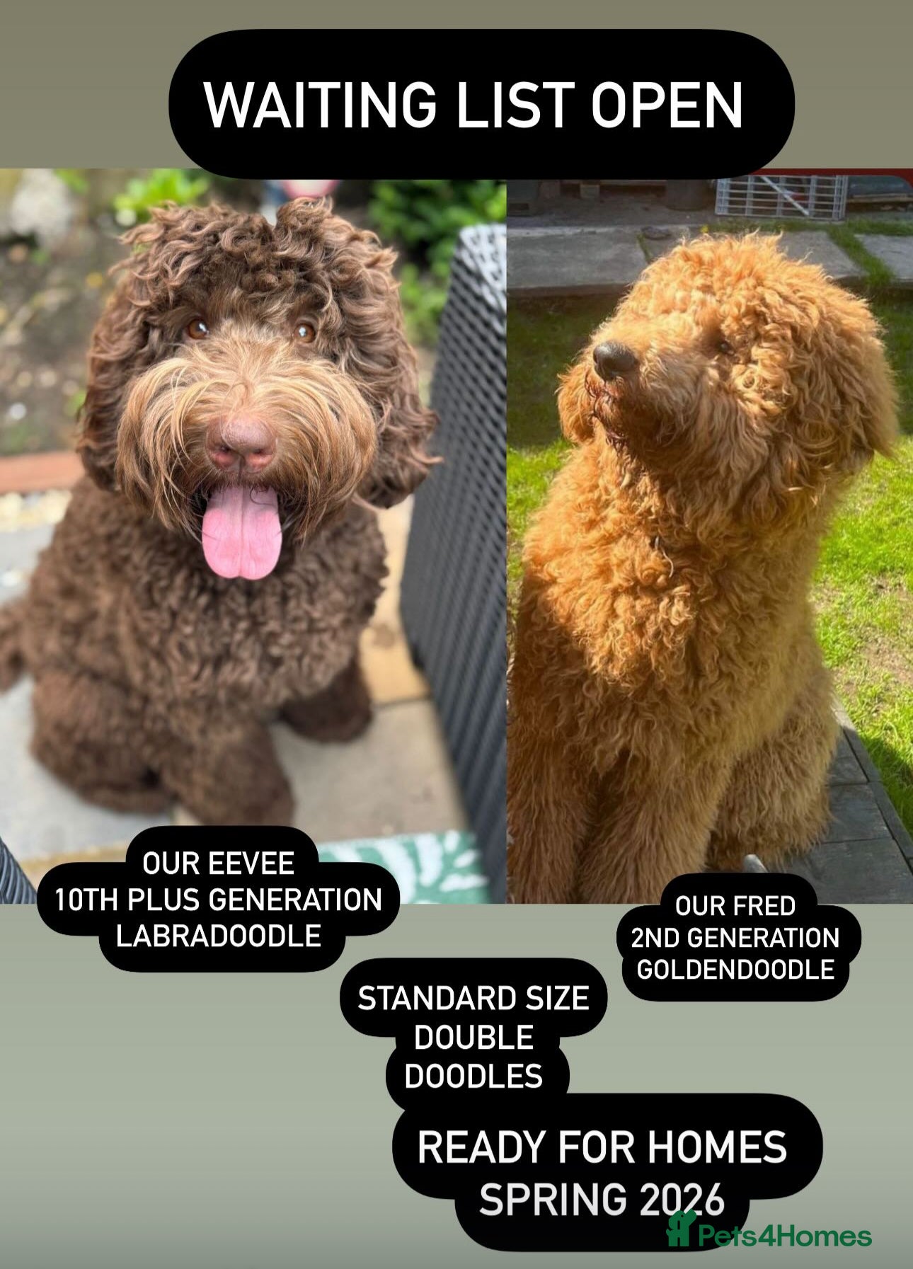 Labradoodle dogs Labradoodle 12th+ generation  - Advert 1