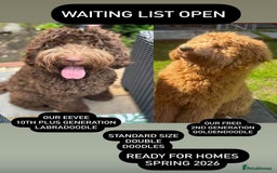 Labradoodle dogs for sale: Labradoodle 12th+ generation  - Image 23