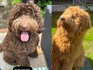 Labradoodle dogs Labradoodle 12th+ generation - Advert 2