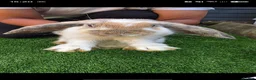 Mixed Breed rabbits for sale: 2 Baby Rabbits for Sale 🐰 in Leicester - Advert 2