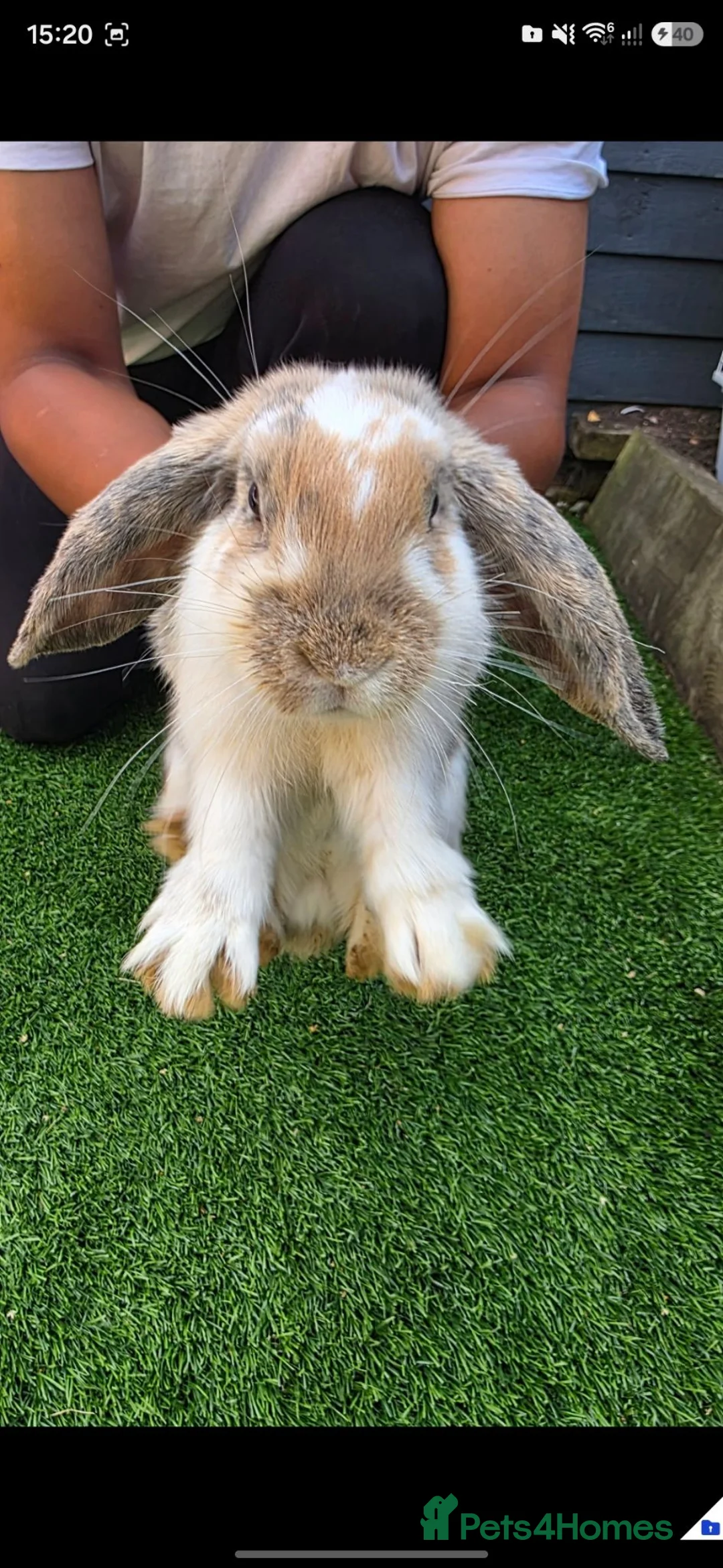 Mixed Breed rabbits for sale: 2 Baby Rabbits for Sale 🐰 in Leicester - Advert 2
