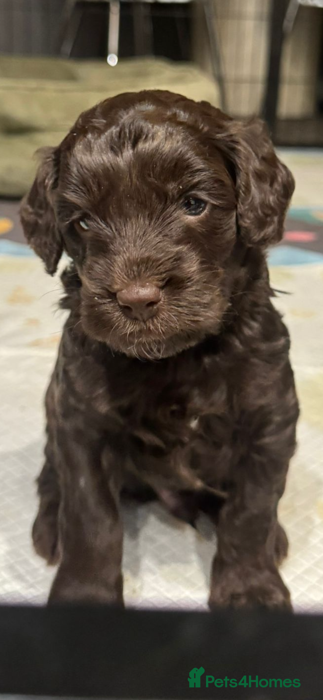 Cockapoo dogs for sale: STUNNING F2 cockapoo puppies for sale  - Advert 13