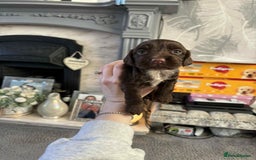 Cocker Spaniel dogs for sale: Stunning cocker spaniels for sale - Image 19