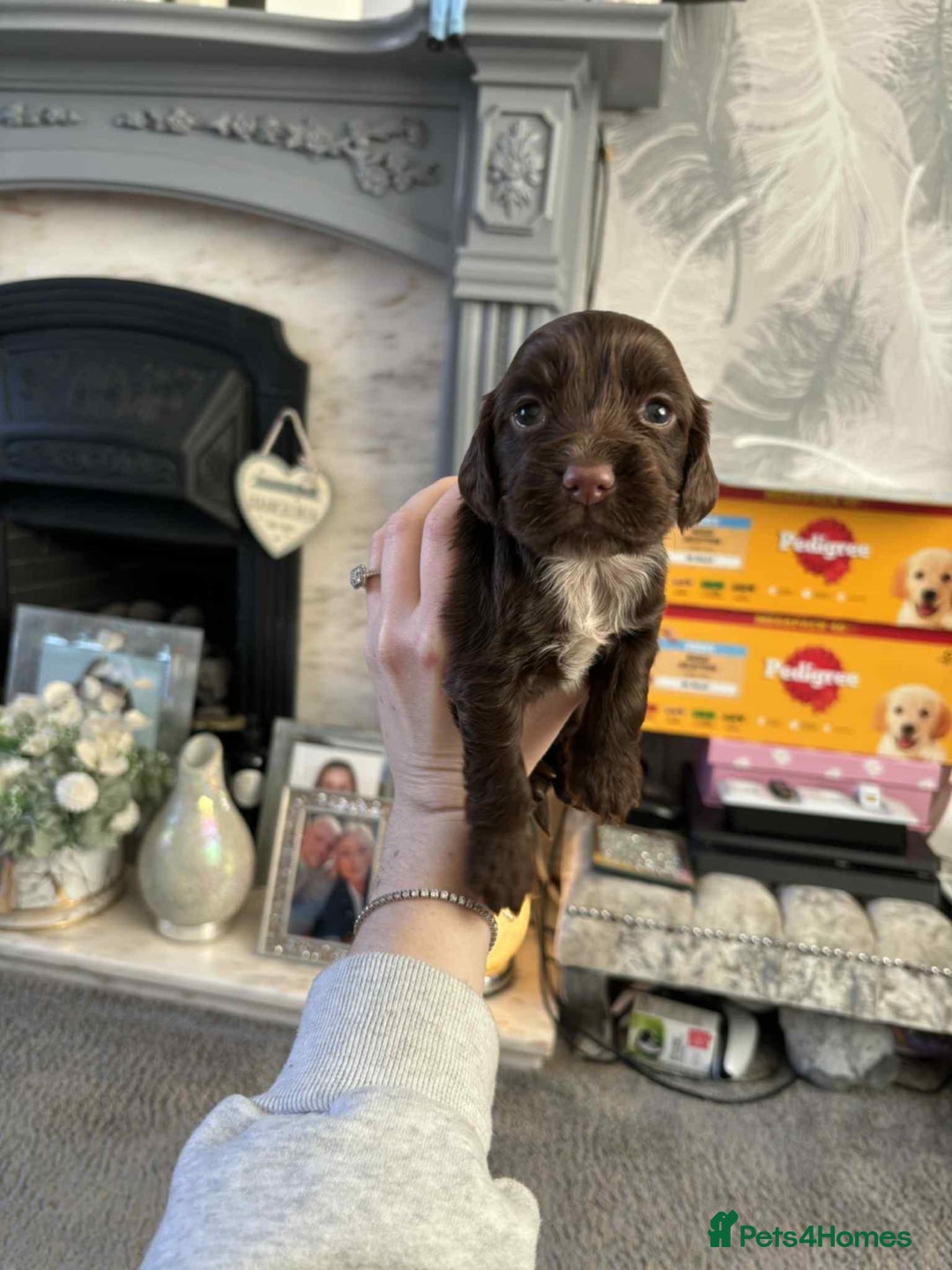 Cocker Spaniel dogs for sale: Stunning cocker spaniels for sale - Image 19