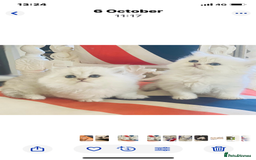 Persian cats for sale: Persian Chinchilla silver shadow 🎀🧢 - Advert 9