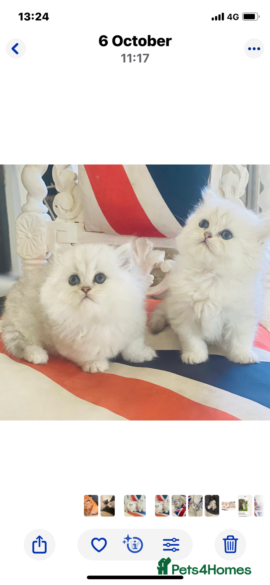 Persian cats for sale: Persian Chinchilla silver shadow 🎀🧢 - Advert 9