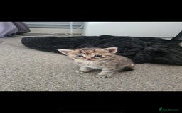 Mixed Breed cats for sale: 7 week old mixed breed kitten  - Image 9