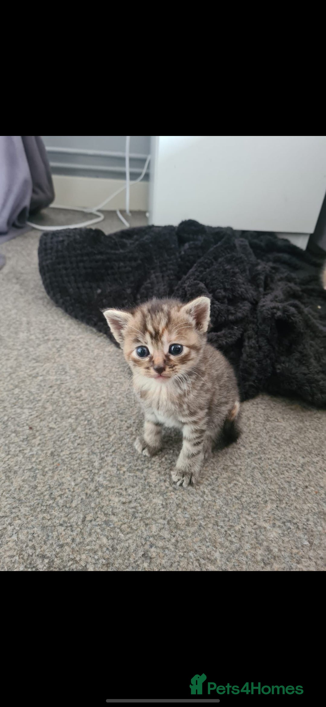 Mixed Breed cats for sale: 7 week old mixed breed kitten  - Image 9