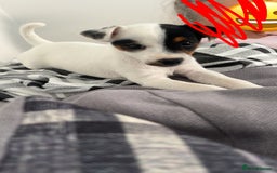 Jack Russell dogs for sale: Ruby  - Image 9