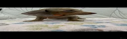 Miniature Dachshund dogs for sale: Miniature Dachshund - Advert 27