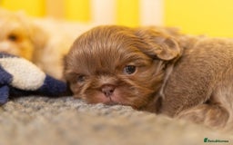 Shih Tzu dogs for sale: Stunning imperial Shih Tzu pups ready now - Image 7