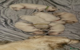 Golden Retriever dogs for sale: Beautiful golden retriever puppies - Image 6