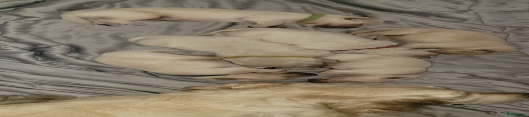 Golden Retriever Puppy 1