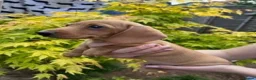 Miniature Dachshund dogs for sale: ⭐️⭐⭐️⭐️⭐️ Last 1 Male Miniature Dachshund Left - Advert 3
