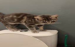 Mixed Breed cats for sale: Smoke is looking for a new home  - Image 1