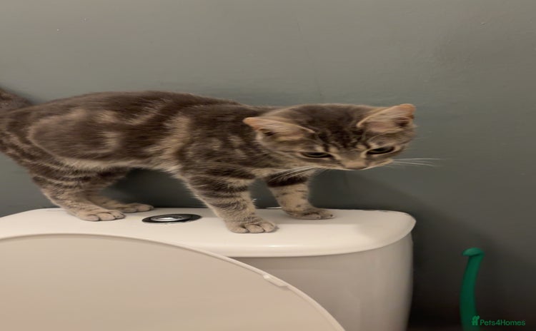 Mixed Breed cats - Advert 2
