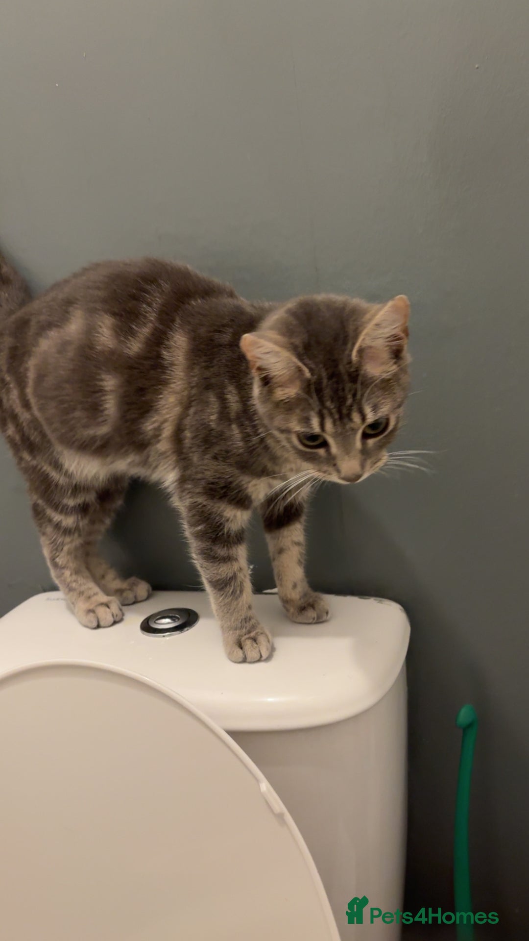 Mixed Breed cats for sale: Smoke is looking for a new home  - Image 1