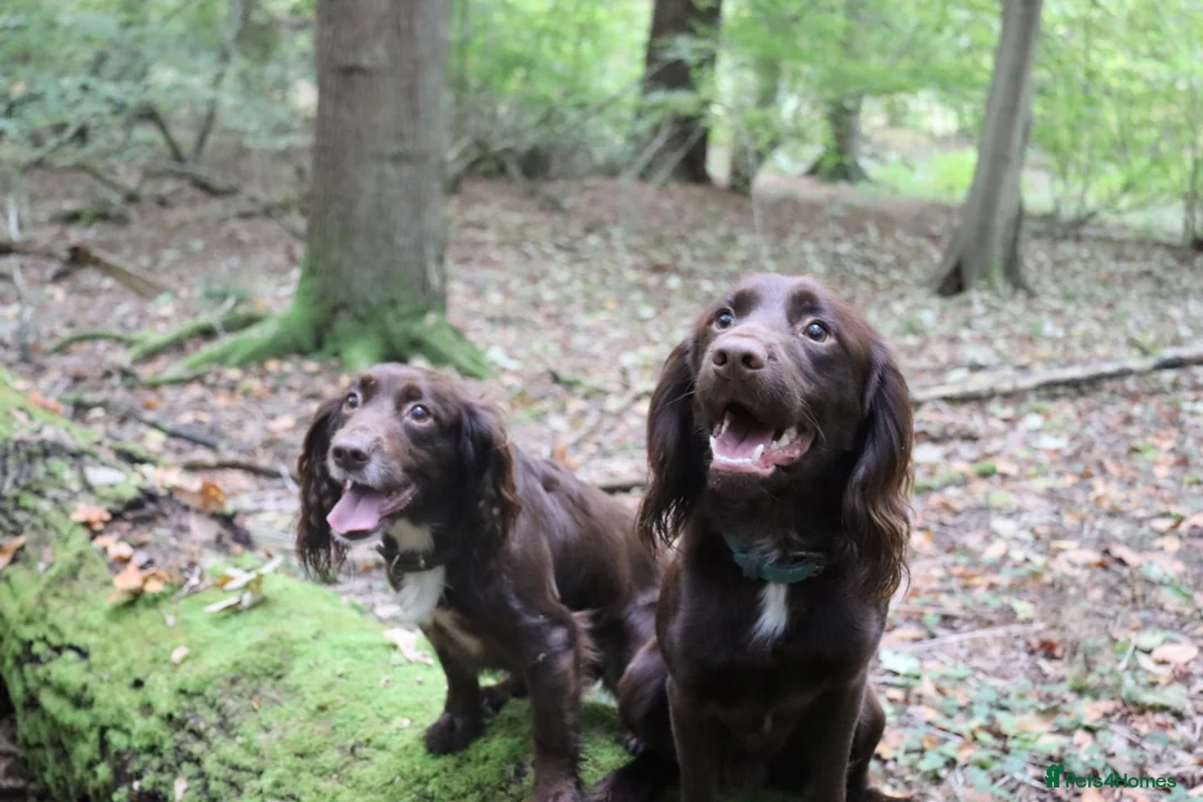 Cocker Spaniel dogs for stud: Proven KC registered cocker spaniel for stud - Advert 2