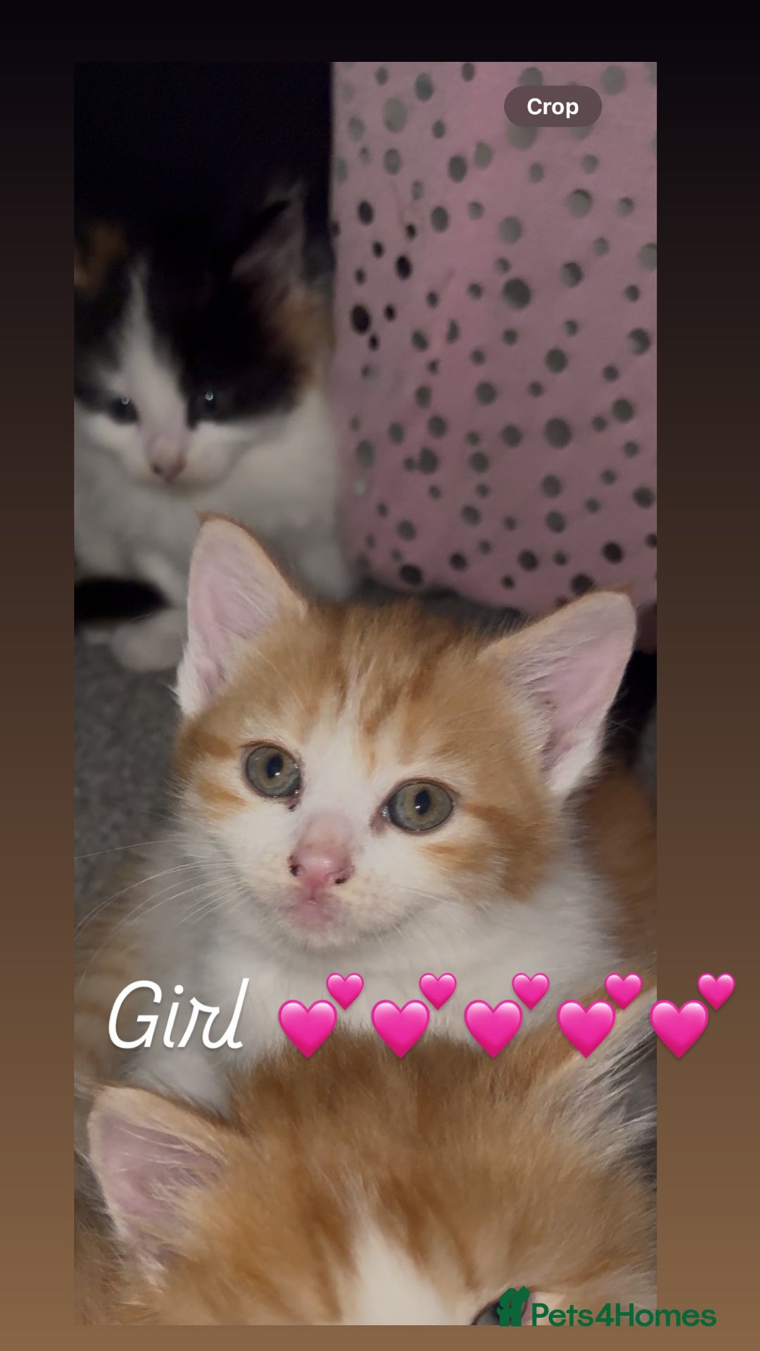 Mixed Breed cats for sale: Beautiful kittens ready for there new home - Image 3
