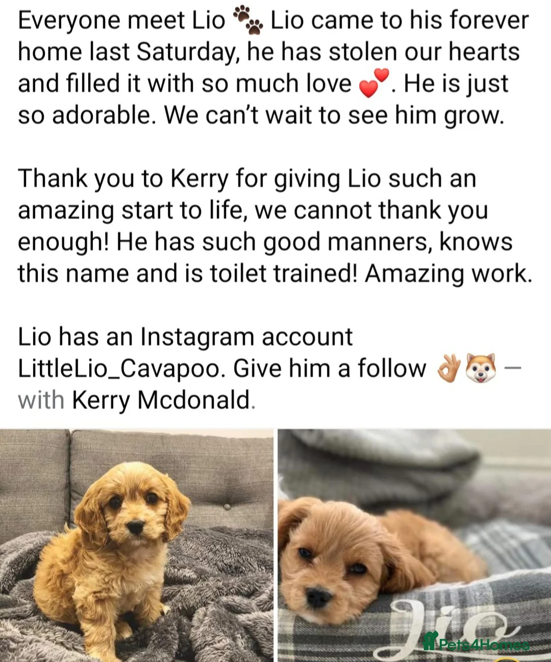 Cavapoo dogs for sale: F1b Dna health tested cavapoos - Advert 19