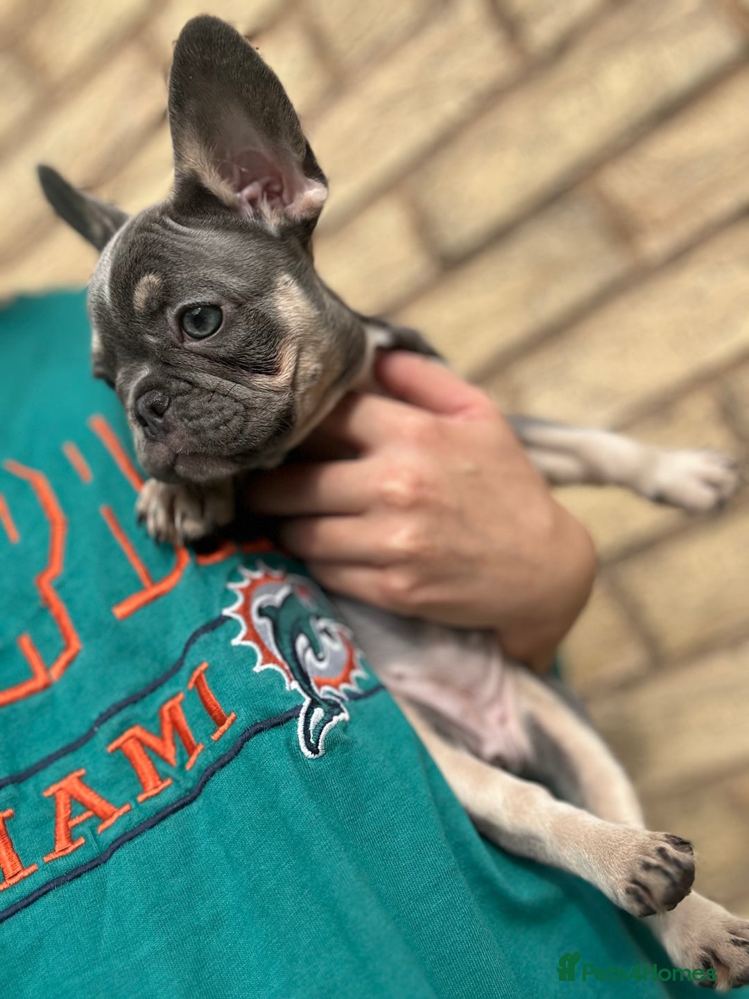French Bulldog dogs for sale: 1 Gorgeous Lilac & Cherry Tan Girl Frenchie LEFT - Image 3