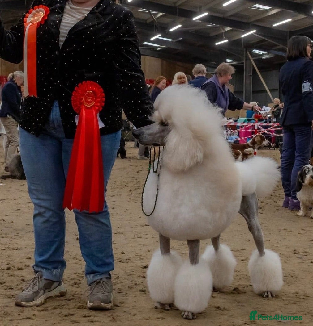 Standard Poodle dogs Quality White Standard Poodle for Stud - Advert 2