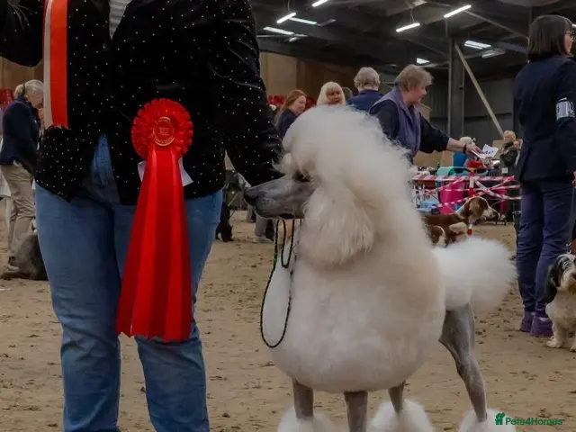 Standard Poodle dogs for stud: Quality White Poodle for Stud - Advert 2