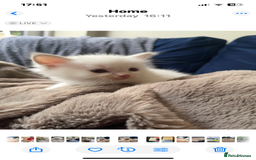 Ragdoll cats for sale: 4 gccf registered ragdolls  - Image 12