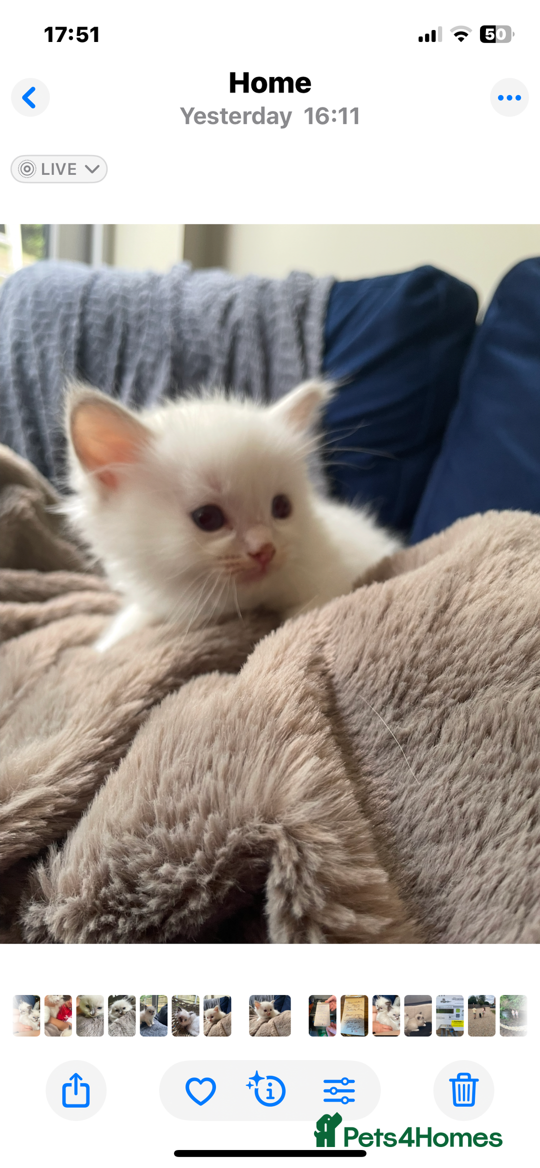 Ragdoll cats for sale: 4 gccf registered ragdolls  - Image 12