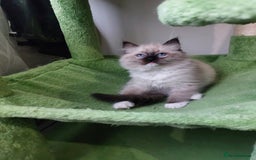 Ragdoll cats for sale: Beautiful adorable Ragdoll kittens.  - Image 15