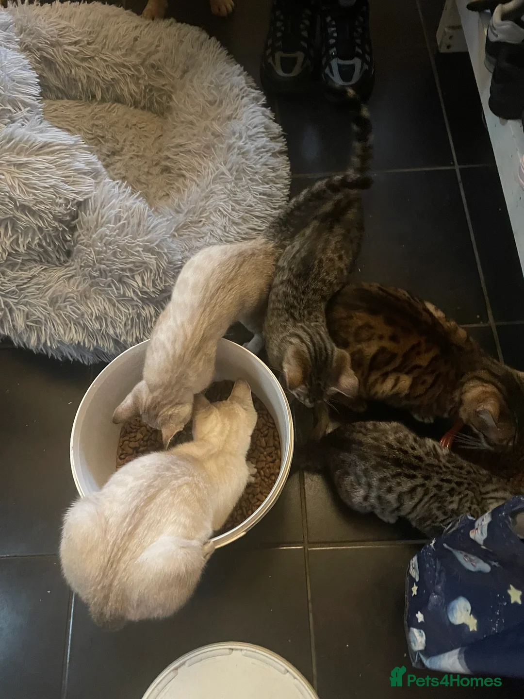 Bengal cats for sale: ❤️INTRODUCING 4 BEAUTIFUL FELINES KITTENS ❤️ - Advert 21