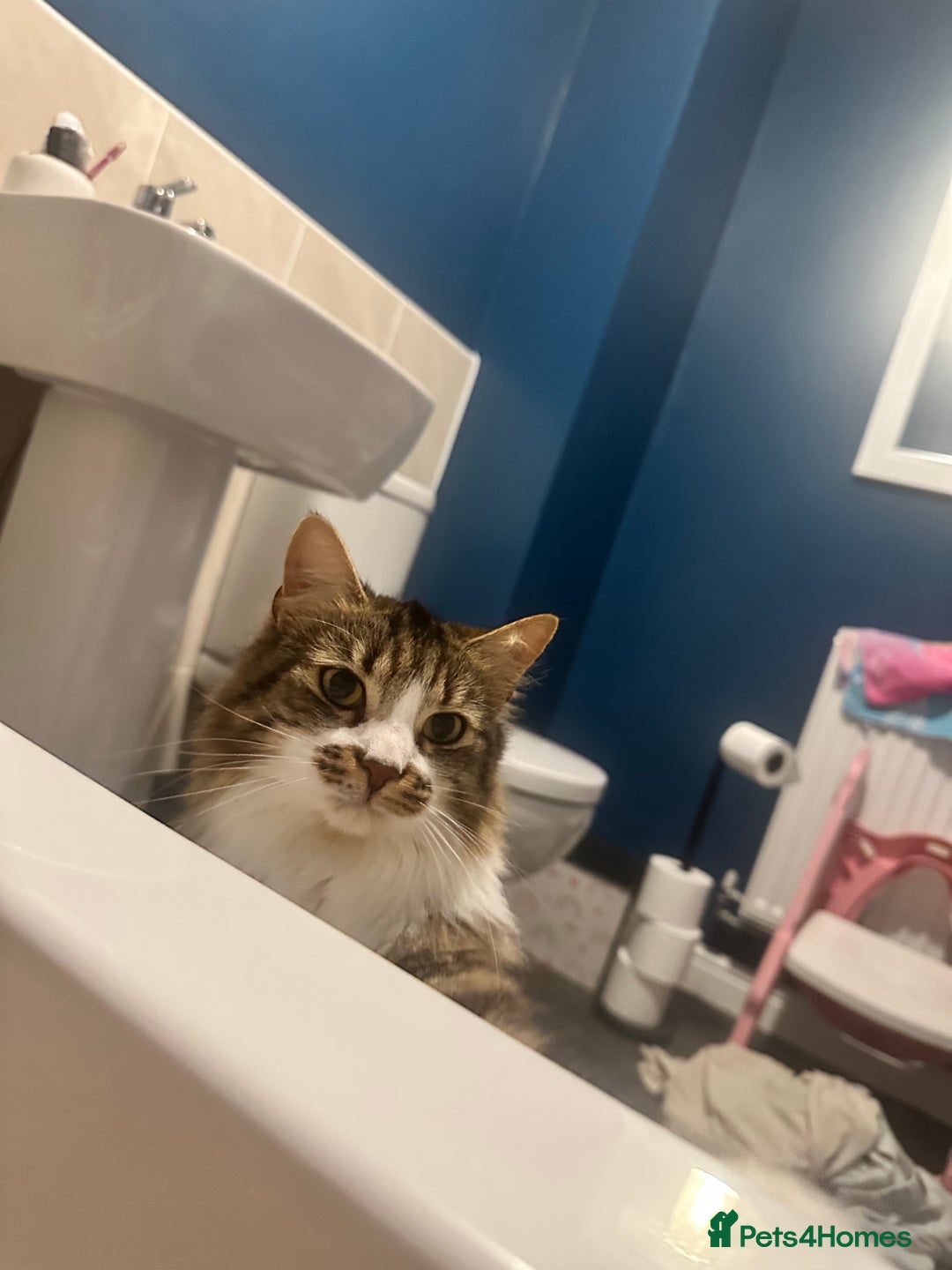 British Longhair cats for sale: Cat to a good home - Image 2