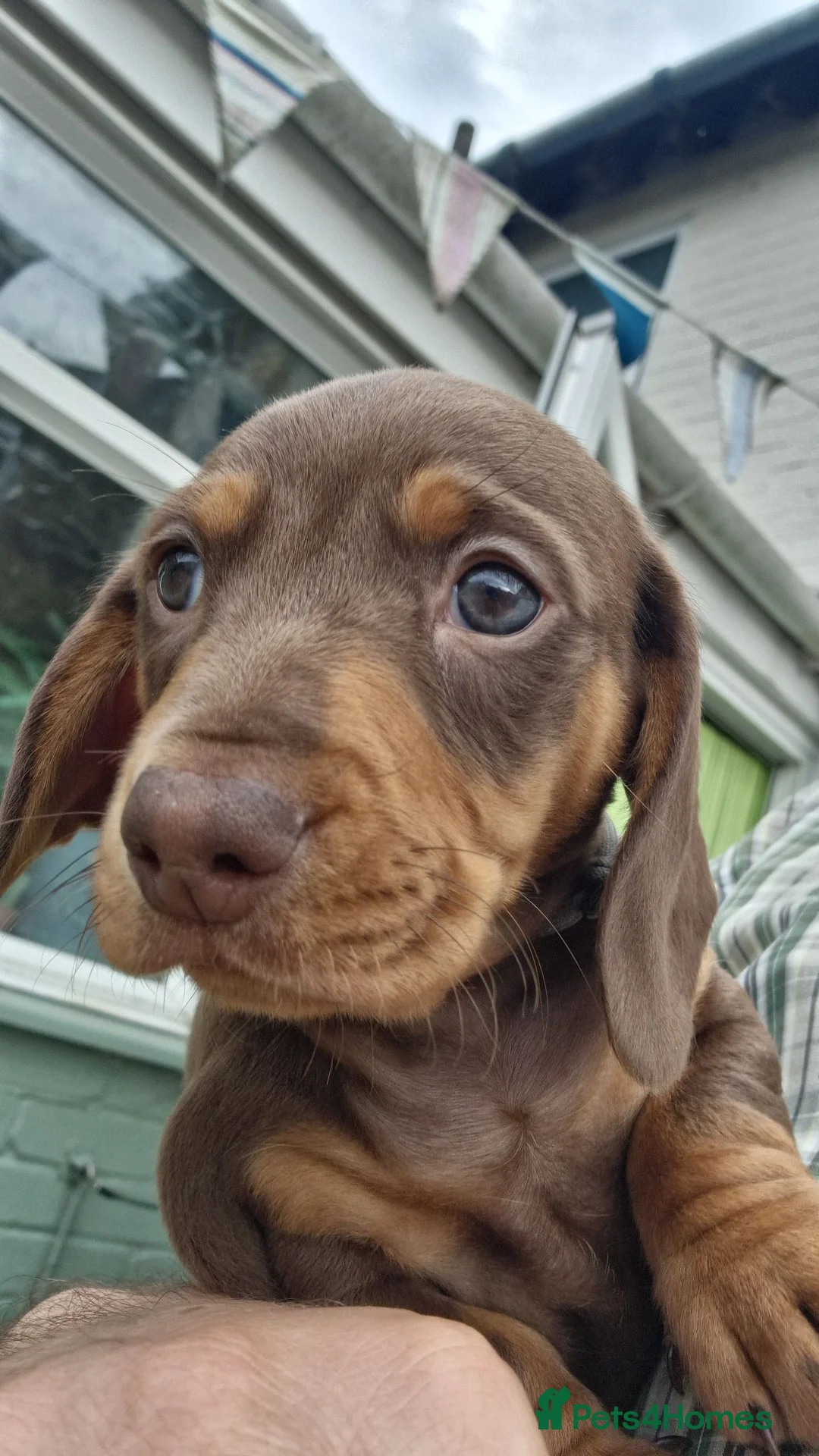 Miniature Dachshund dogs for sale: 2 adorable Miniature dachshund  - Advert 3