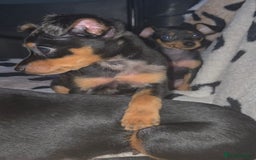 Miniature Pinscher dogs for sale: Miniture Pinscher/Prague Ratter  - Image 15
