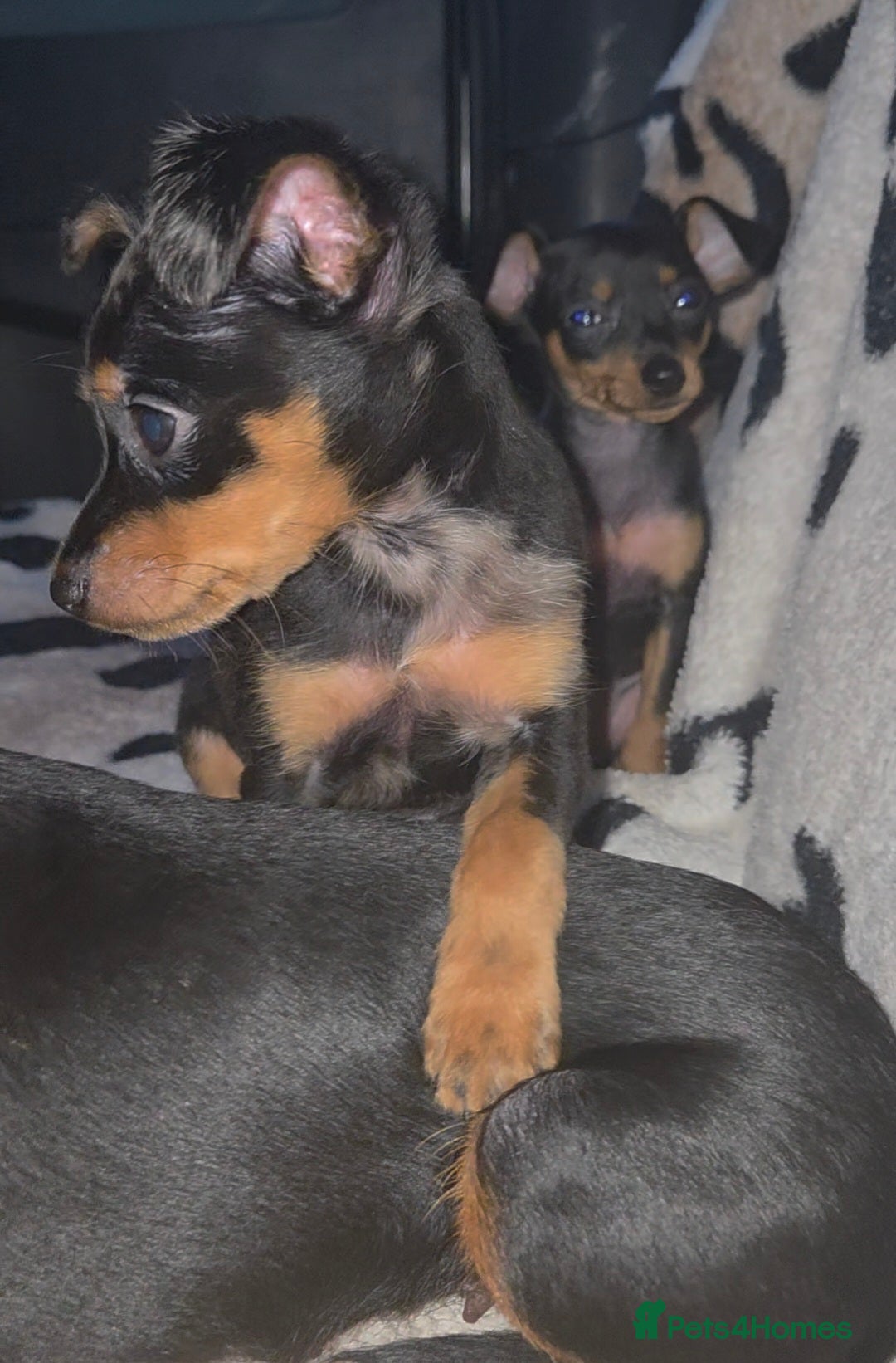 Miniature Pinscher dogs for sale: Miniture Pinscher/Prague Ratter  - Image 15