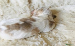 Cocker Spaniel dogs for sale: Show Type Health Tested, KC Reg puppies  - Image 25