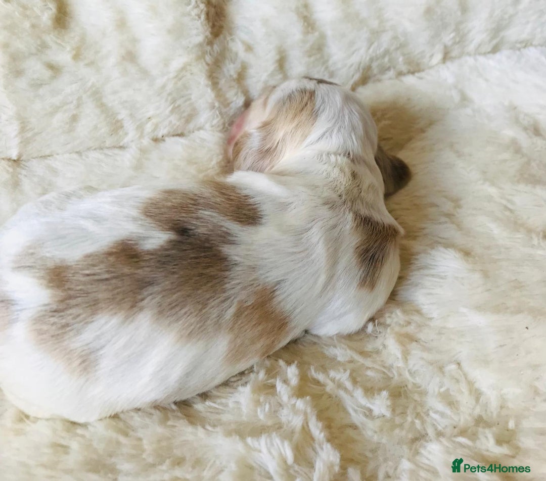 Cocker Spaniel dogs for sale: Show Type Health Tested, KC Reg puppies  - Image 25