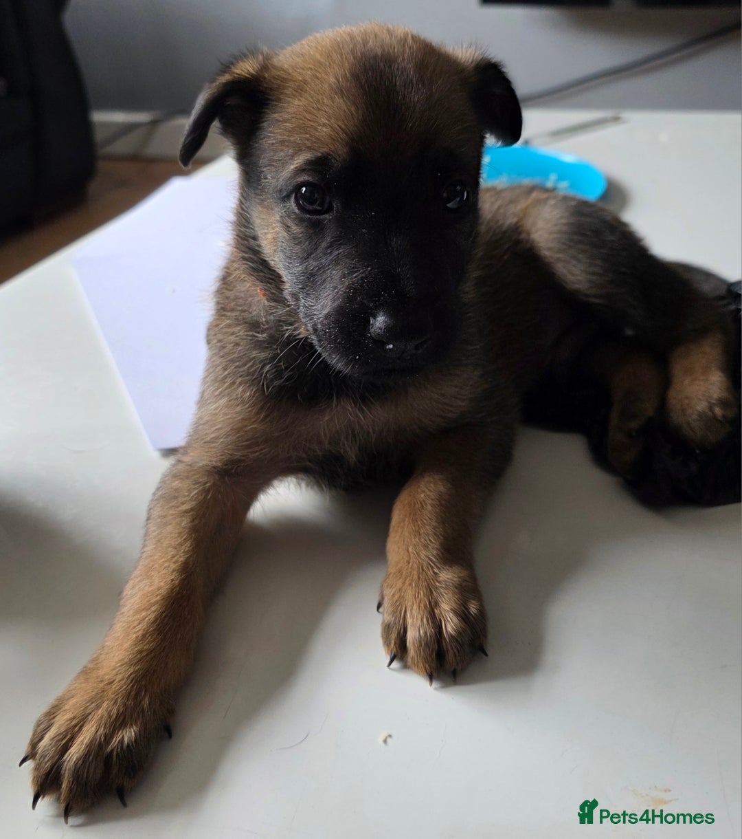 Mixed Breed dogs for sale: 11 german shepherd X Belgium malinois in Exmouth - Image 15