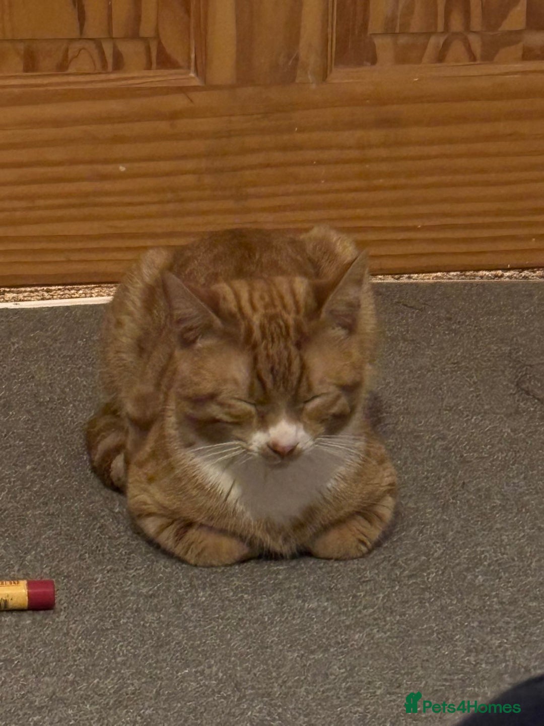 Mixed Breed cats for sale: 10 month orange tabby - Advert 5