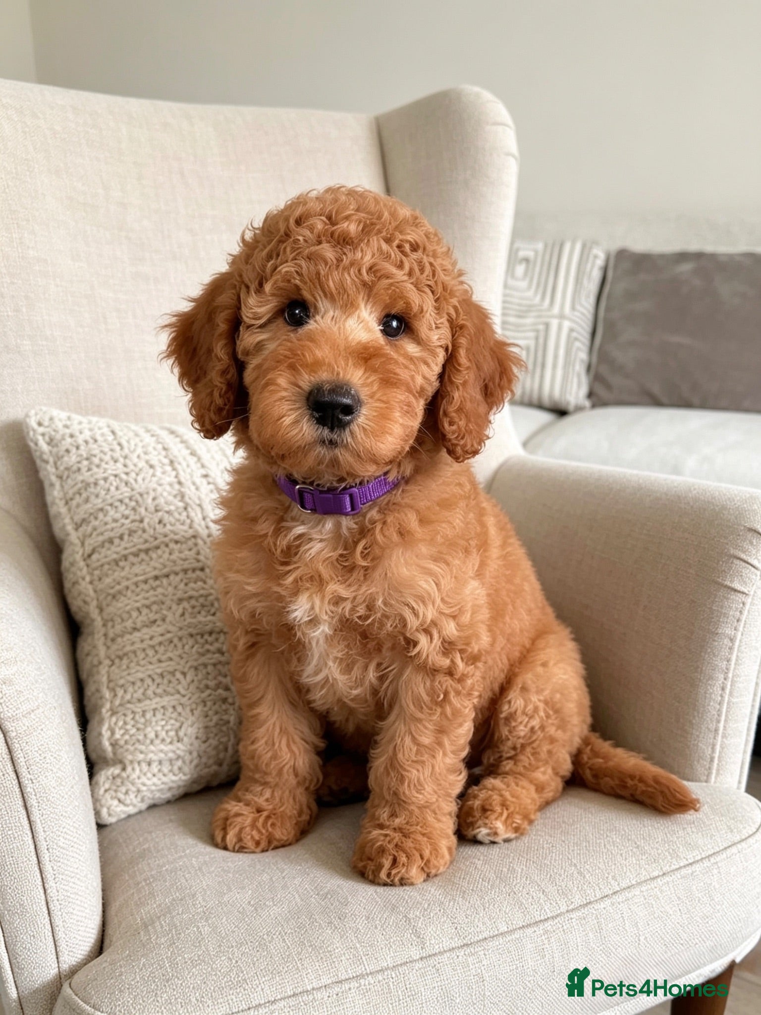 Australian Labradoodle dogs ‼️ Ready for their forever home ‼️  - Advert 3