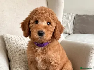 Australian Labradoodle dogs ‼️ Ready for their forever home ‼️ - Advert 3