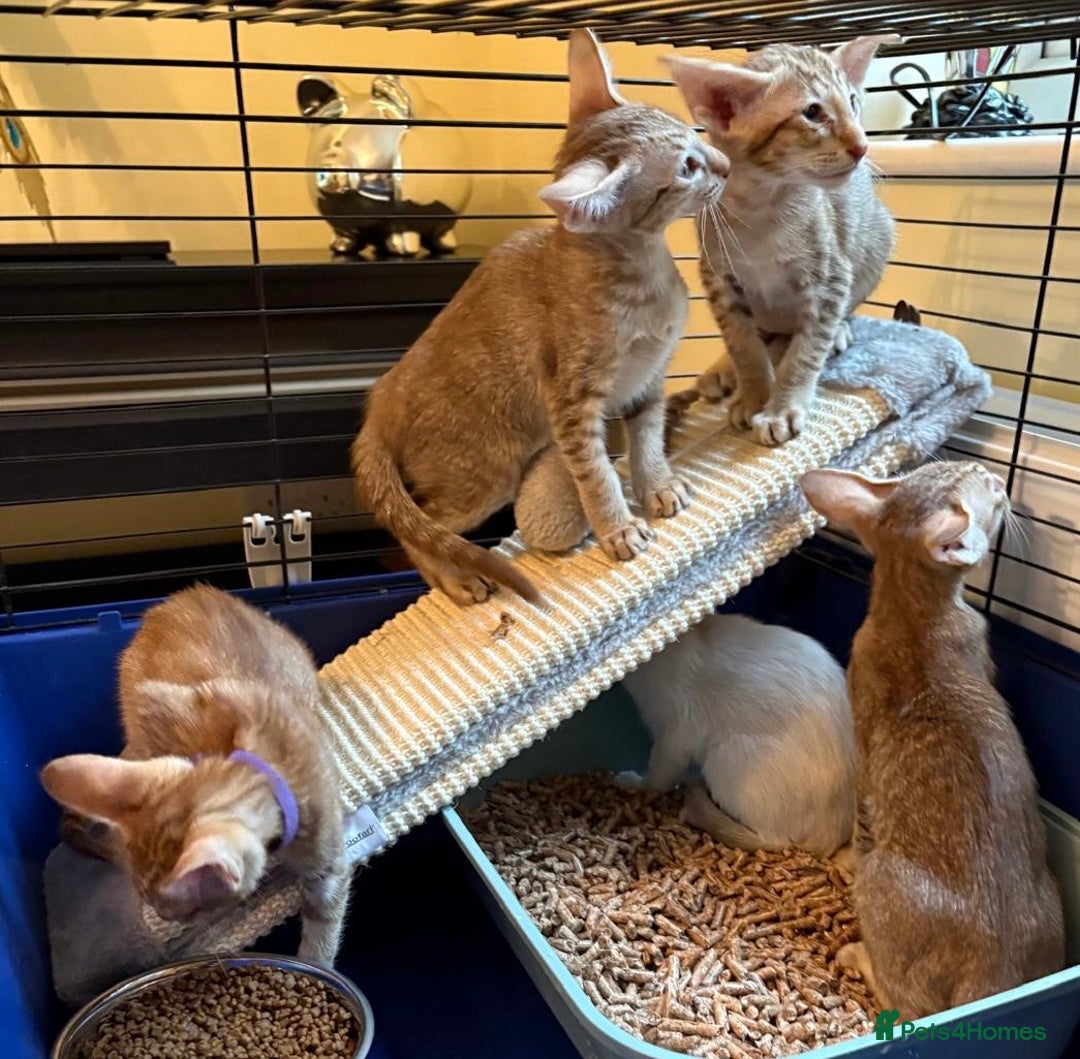 Oriental cats for sale: GCCF Oriental - Image 20