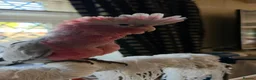 Cockatoo birds for sale: Hand-Raised cockatoo Galah Baby Parrot - Advert 4