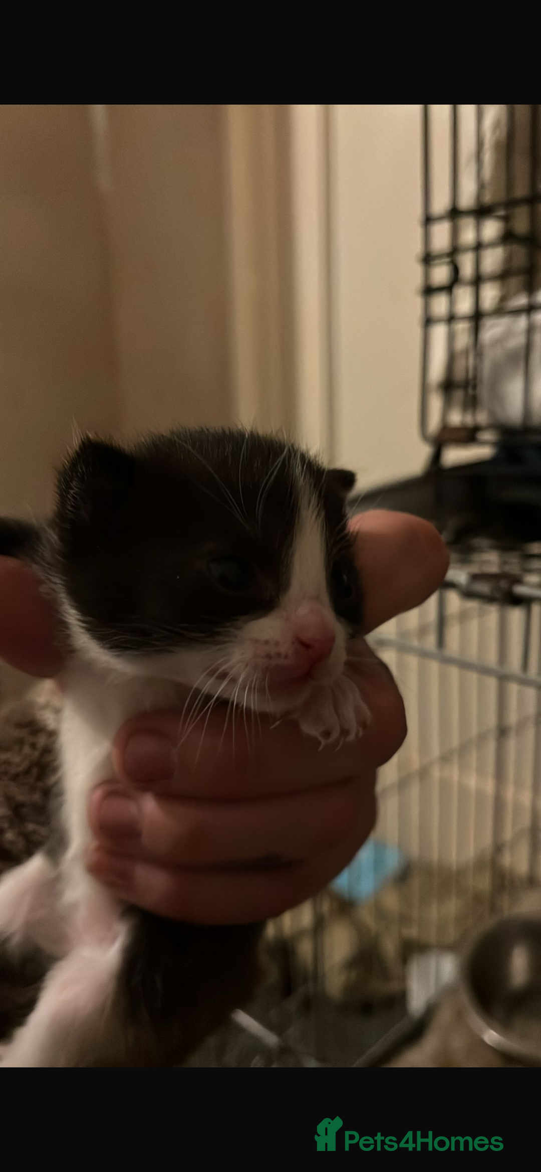 Domestic Shorthair cats for sale: Beautiful kittens - Image 6