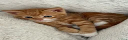 Mixed Breed cats for sale: Beautiful coloured kittens - Advert 4