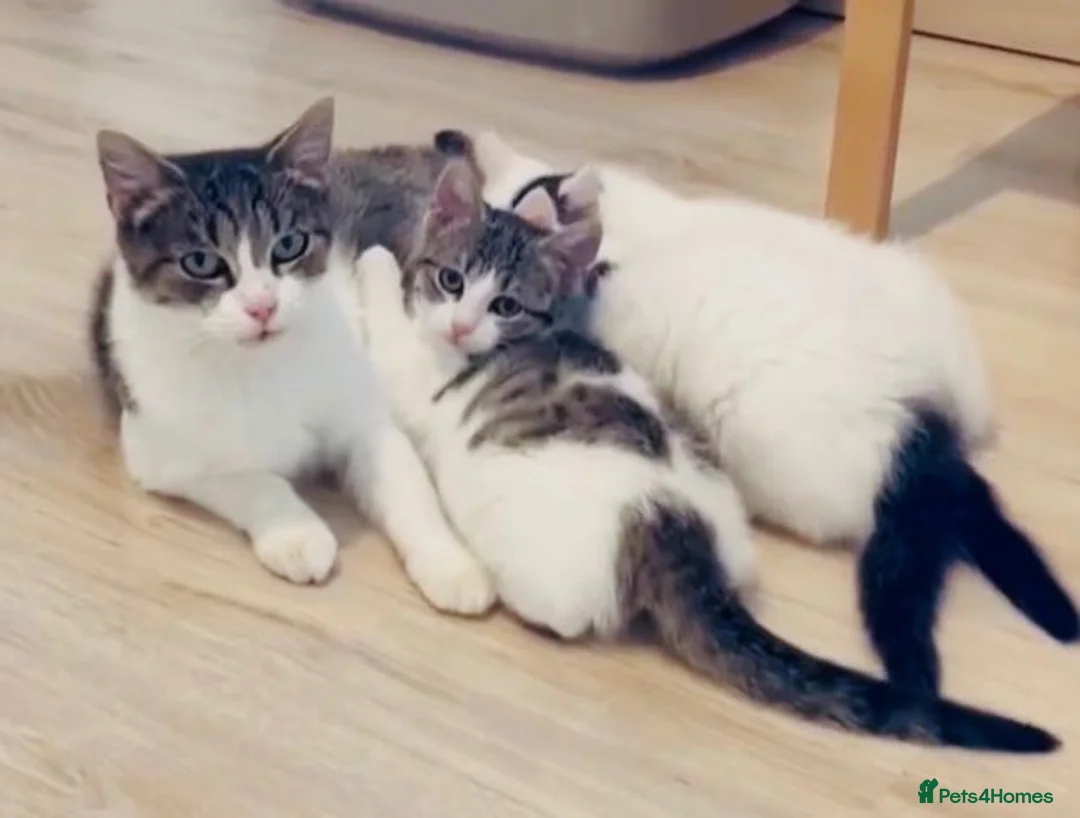 Mixed Breed cats for sale: Stunning Bengal Ragdoll kittens ready to go - Advert 6