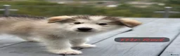 Alaskan Malamute dogs for sale: Champion Line KC Reg Alaskan Malamute Puppes    - Advert 21