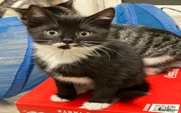 Mixed Breed cats for sale: Beautiful kittens  - Image 3