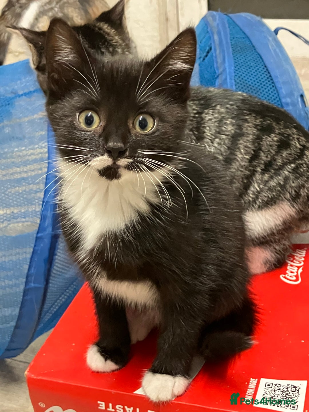 Mixed Breed cats for sale: Beautiful kittens  - Image 3